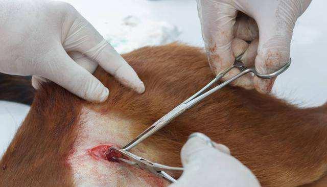 狗狗绝育后伤口有硬块的原因与处理方法（宠物主人必知）