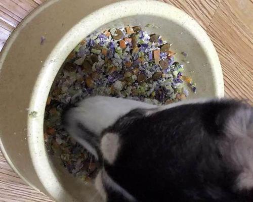 宠物狗可以食用紫色包菜吗（探究宠物狗食用紫色包菜的可行性）