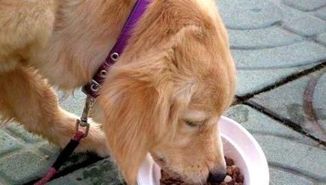 狗狗不爱吃饭怎么办（宠物饮食的重要性及调理方法）