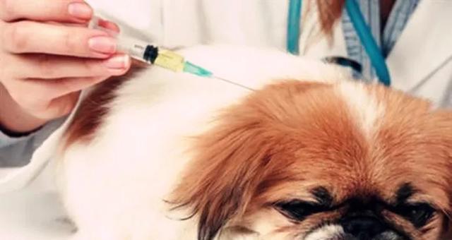 宠物犬必备——六联疫苗详解（让你的宠物犬远离疾病）