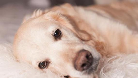 如何治疗狗狗慢性腹泻（探索宠物腹泻的成因与治疗方案）