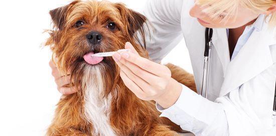 狗狗能否喝人吃的奶粉（探究狗狗适合的奶粉种类及注意事项）