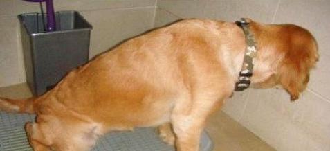 清洗狗狗尿道感染的正确方法（宠物饲主必知）