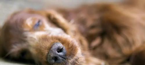 狗狗呕血流口水的原因与对策（如何保护宠物健康——从呕血与流口水谈起）