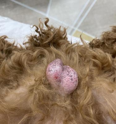当狗狗屁股皮破了个大洞——如何处理宠物的皮肤问题（预防）