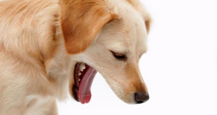 狗狗气管痉挛治疗指南（掌握气管痉挛的治疗方法）