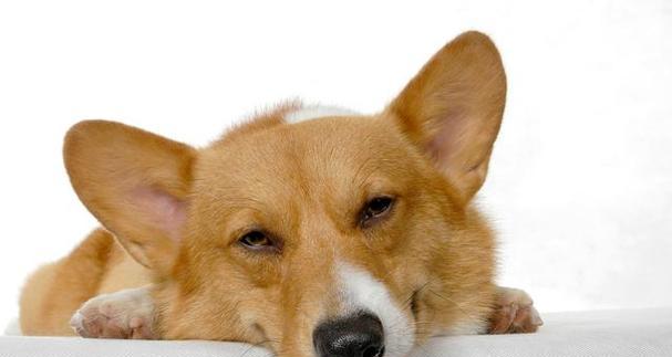 宠物狗犬瘟该吃什么食物（饮食对犬瘟治疗的重要性和犬瘟患病后的营养需求）