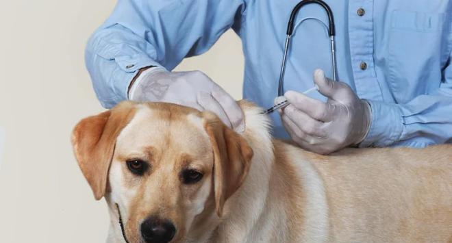 狗狗犬瘟后遗症——对宠物健康的长期影响（探讨犬瘟后遗症对狗狗的影响及防治方法）