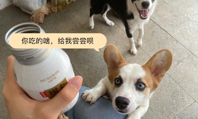 如何处理狗狗无精打采不进食的问题（当你的爱犬听不懂人话时）