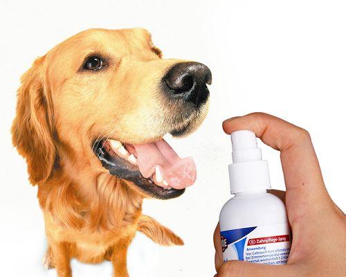 如何治疗宠物狗狗肠胃受伤（肠胃受伤的原因和治疗方法）