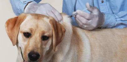 治疗狗狗身上起虫，快速解决宠物健康隐患（狗狗身上起虫的原因及治疗方案）