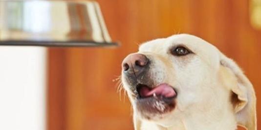 狗狗气味重如何解决（宠物味道大的原因和改善方法）