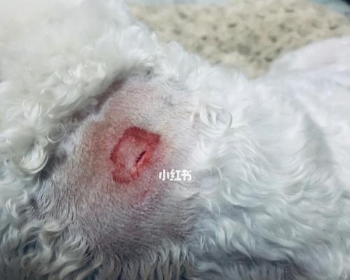 狗狗身上有结疤（探究宠物狗狗身上结疤的成因和预防方法）