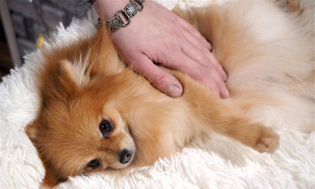 狗狗肾衰末期会抽搐的原因及处理方法（了解宠物肾衰末期抽搐的症状和风险）
