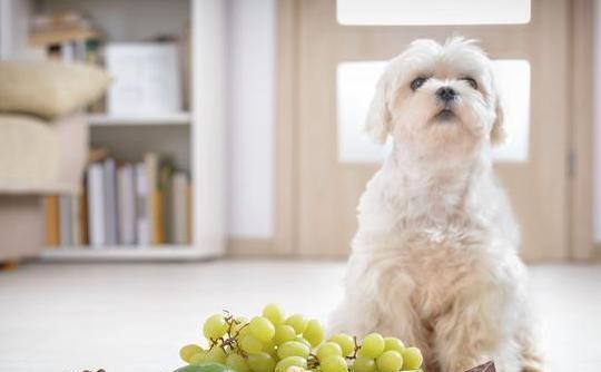 以宠物为主，让狗狗吃对水果健康长寿（以宠物为主）