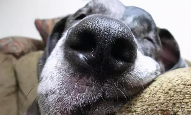 狗狗生病了舌头舔鼻子（如何识别及应对犬只疾病）