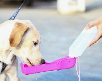 狗狗生病想喝水怎么办（宠物主人必读）