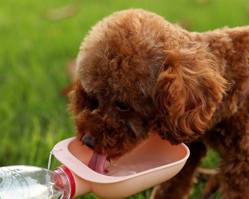 狗狗生产时的饮水问题（探究狗狗生产时喝水的必要性及注意事项）