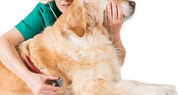 宠物狗生理期打弓形虫针的必要性（保护狗狗健康）