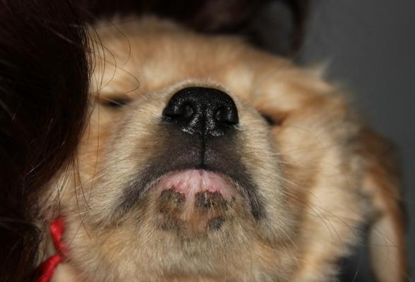 狗狗睡觉嘴巴动来动去的原因与解释（从宠物行为学角度分析狗狗睡姿的秘密）