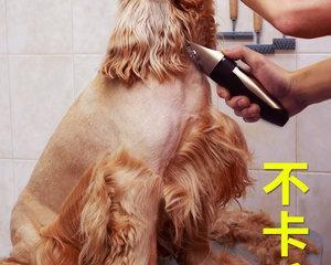 四个月的狗狗可以剃毛吗（狗狗剃毛的注意事项和正确方法）