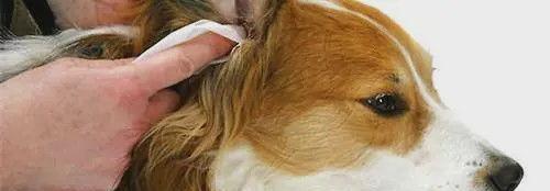 狗狗头上的真菌感染如何治疗（宠物疾病预防与治疗）