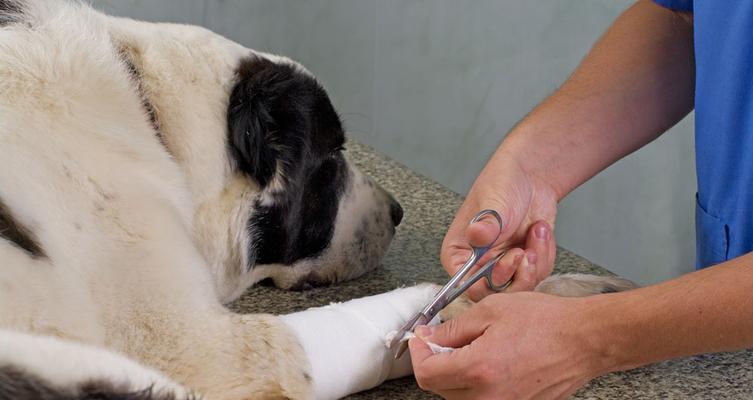 如何治疗狗狗腿上的伤口（宠物养护小常识）