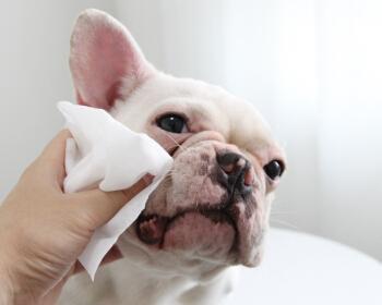 为什么狗狗喜欢啃卫生纸（以宠物为主）