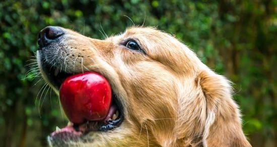 宠物狗不能食用桃子的原因（了解狗狗不能吃桃子的危害和影响）
