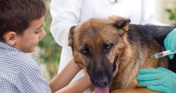 为什么宠物狗必须打疫苗（探究宠物狗打疫苗的必要性与好处）