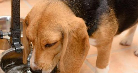 狗狗肠胃炎的成因、预防和治疗方法（宠物主人必看）