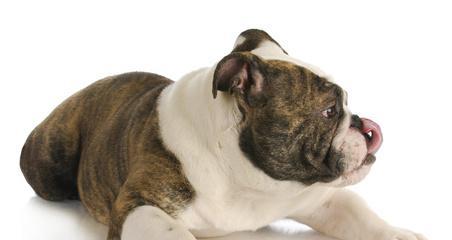 为什么狗狗的尿骚味特别大？