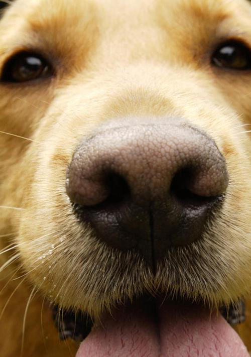 狗狗为什么喜欢吃栗子（探究狗狗爱吃栗子的原因和注意事项）