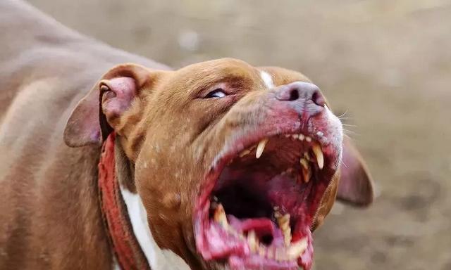 狗狗咬住不松口的原因及处理方法（宠物狗咬人事件频发）