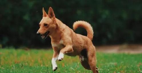 狗狗尾巴的发育过程（从出生到成年）