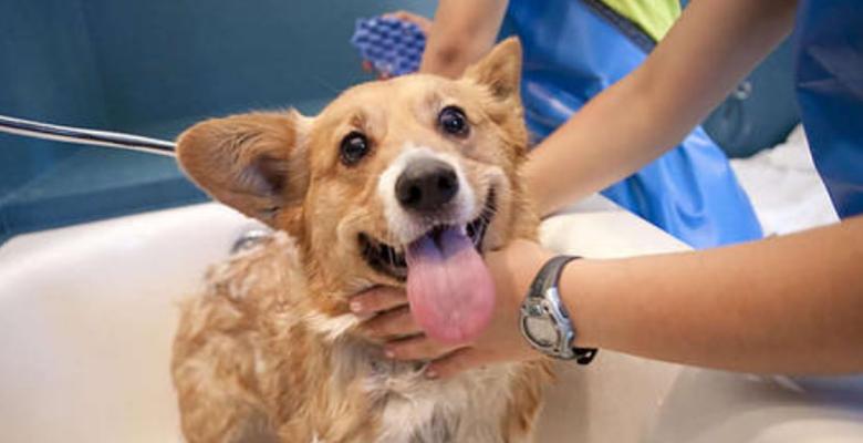 狗狗洗澡后能否立即打疫苗（打疫苗的时间和注意事项）