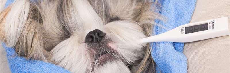 狗狗细小病毒的血清治疗方法（以宠物为主）