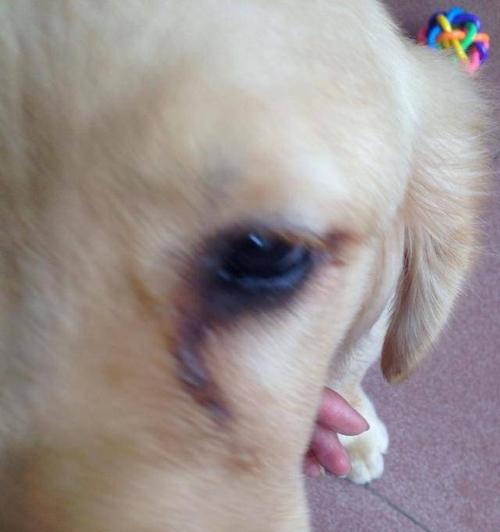 狗狗下眼睑发红的原因及治疗方法（了解狗狗眼部健康）