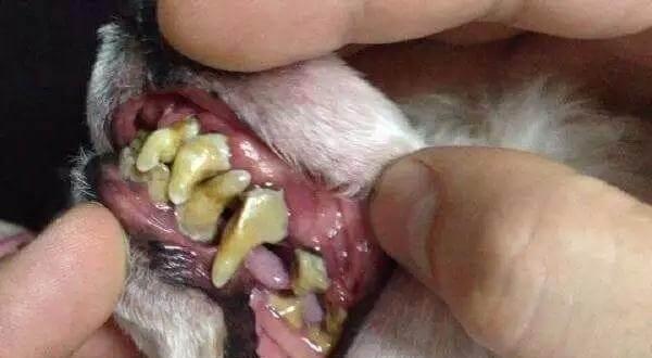 狗狗牙齿松动了怎么办（宠物主人必看）
