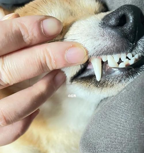 狗狗为什么牙龈流血（从饮食、口腔卫生到遗传）