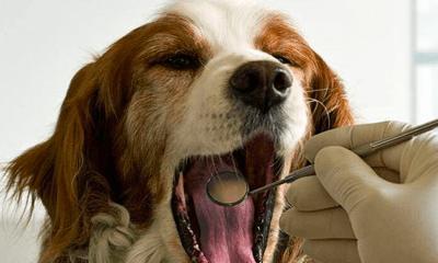 狗狗咽喉发炎如何用药治疗？