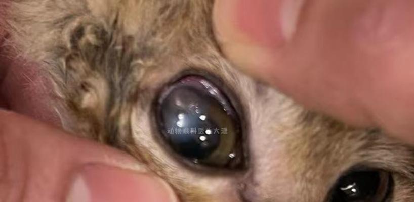 狗狗眼睛穿孔的治疗方法（以宠物为主）