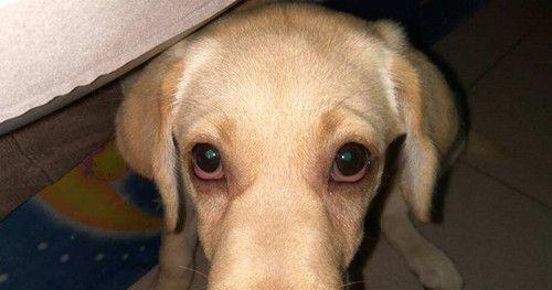 为什么狗狗眼睛会淌水（探究狗狗流泪的原因和解决办法）