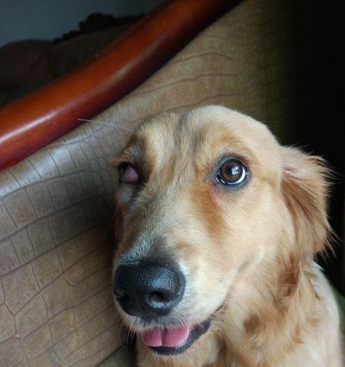 治疗狗狗眼睛肿用什么药好（宠物眼睛肿胀的原因和治疗方法探析）