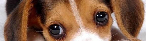狗狗眼里线虫的治疗方法（让宠物远离线虫的危害）