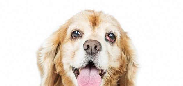 狗狗眼睑增生的原因与治疗（宠物眼睛问题）