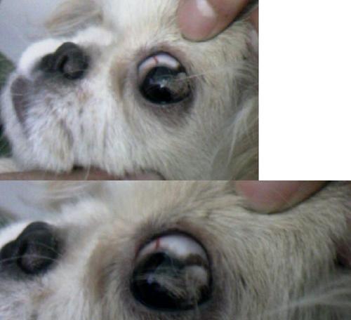 狗狗眼睑增生的原因与治疗（宠物眼睛问题）