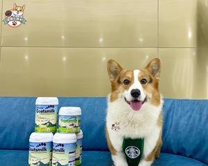 狗狗喝羊奶粉的正确方法（以宠物为主）