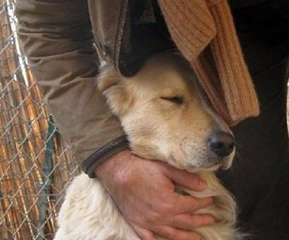狗狗要死了，你必须知道的预兆（如何辨认宠物的健康状况和预防措施）