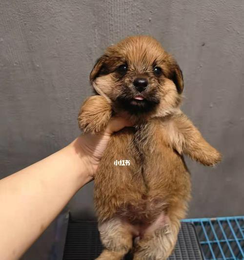 狗狗生几个才聪明（以宠物为主）